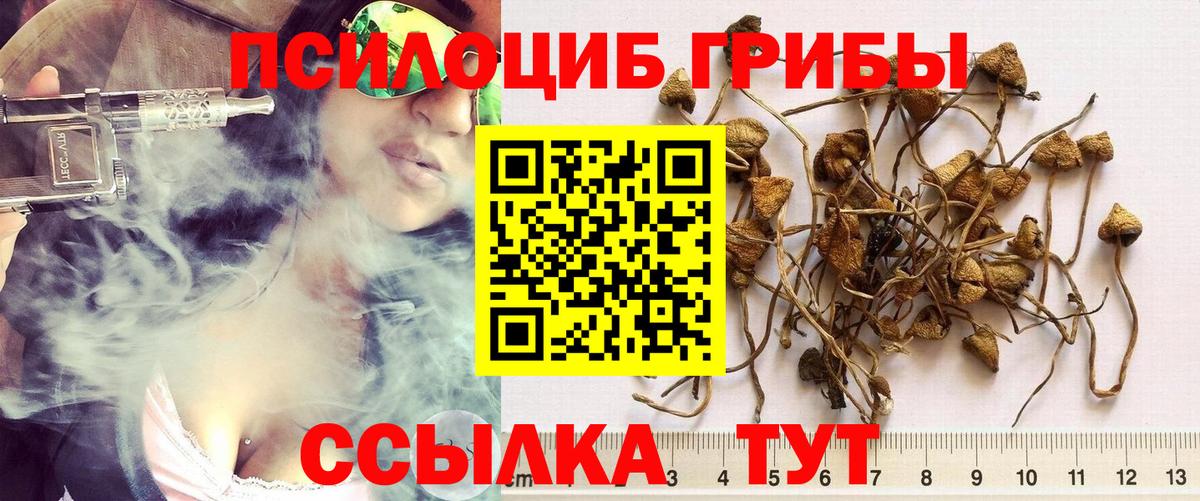 Галлюциногенные грибы Psilocybine cubensis  Вход с VPN  Канск  сколько стоит  Псилоцибиновые грибы мицелий 